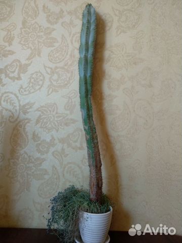 Кактус Цереус