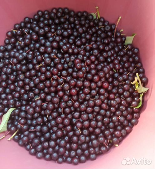 Красная черемуха