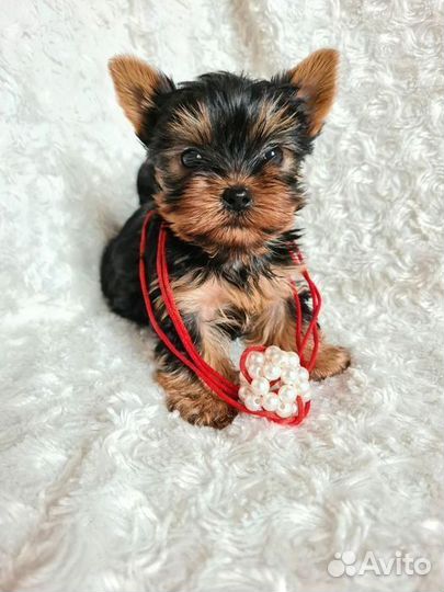 Щенки Йоркширского терьера мини