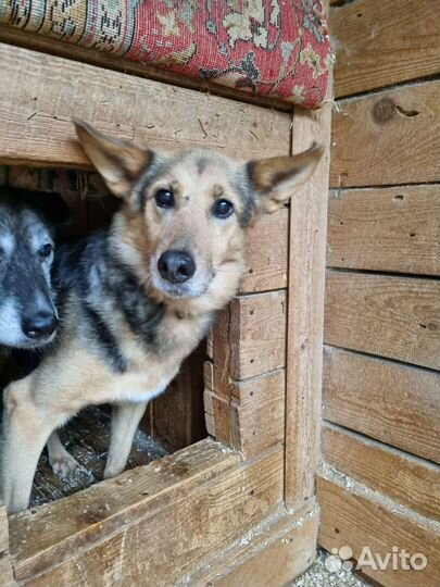 Добродушная собачка Айка ищет дом