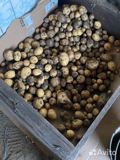 Продам картофель