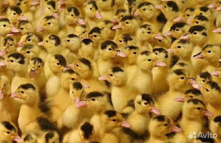 Мулард оптом