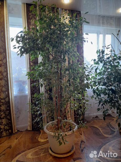 Молочай,фикусы