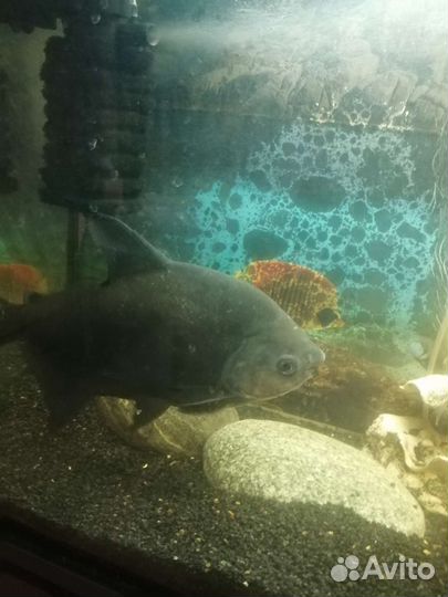 Аквариумные рыбки