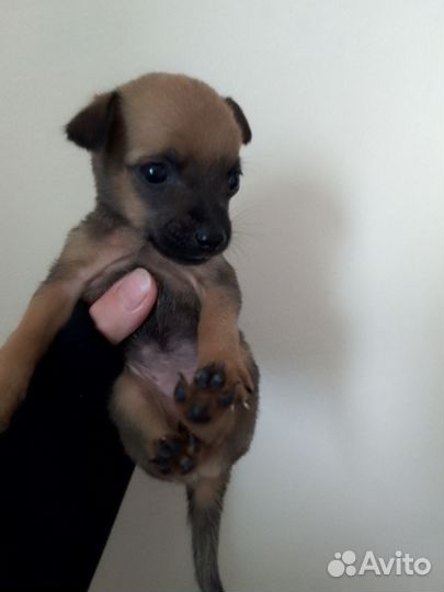 Отдам щенков в добрые руки бесплатно