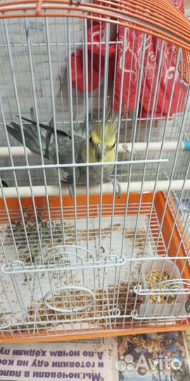 Попугай корелла с клеткой