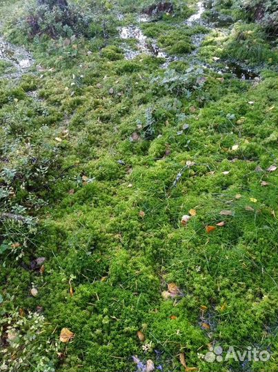 Мох сфагнум