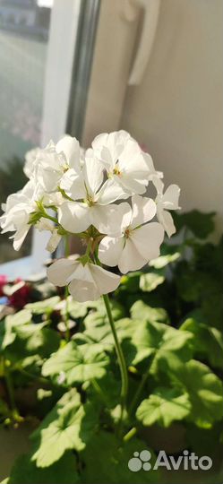 Пеларгония герань