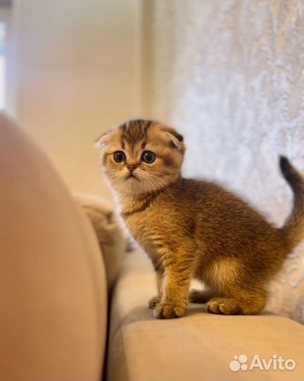Шотландские вислоухие котята
