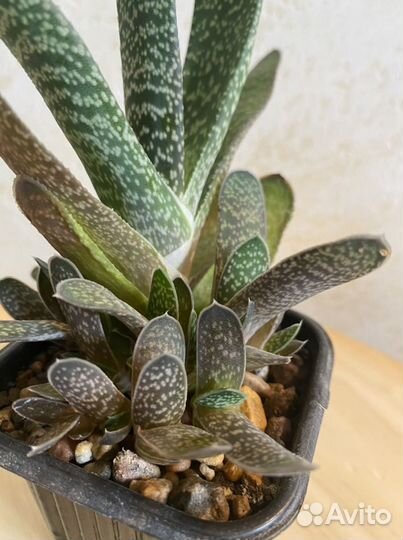 Суккуленты 1