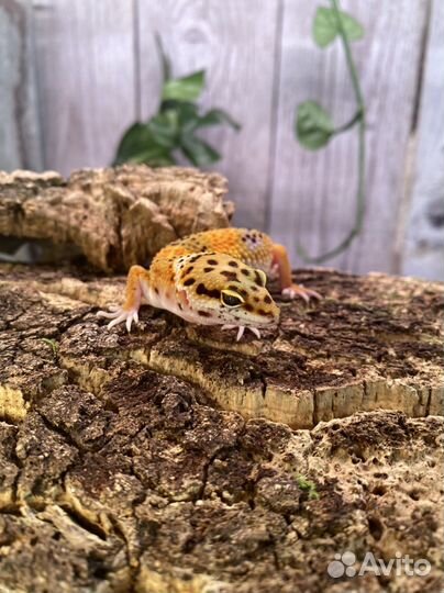 Геккон эублефар