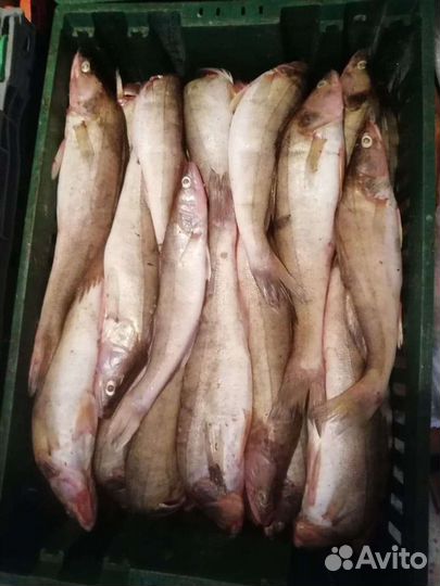 Свежий,охлажденный судак