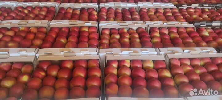 Яблоки оптом в кбр
