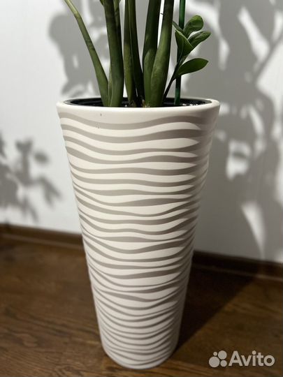 Замиокулькас