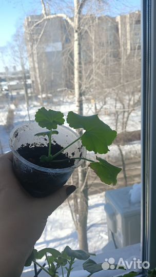 Герань пеларгония