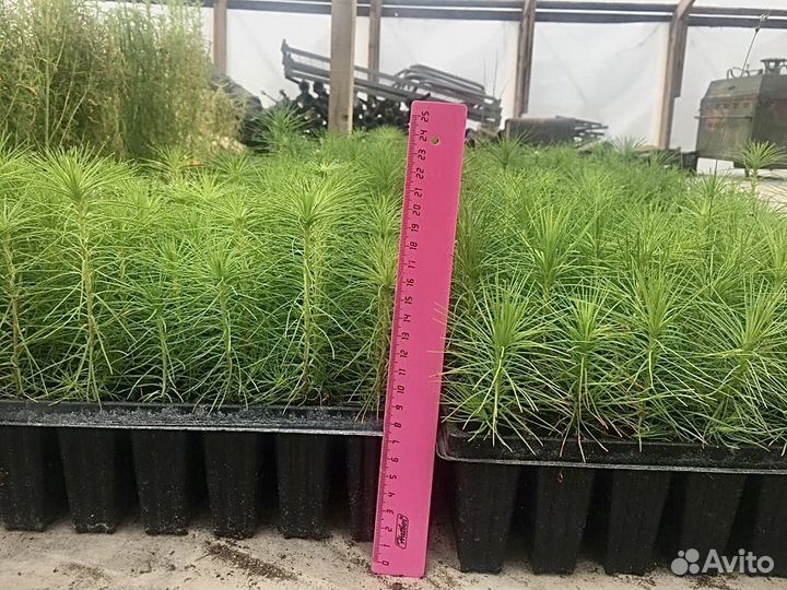 Саженцы сосны зкс — 2х-летка