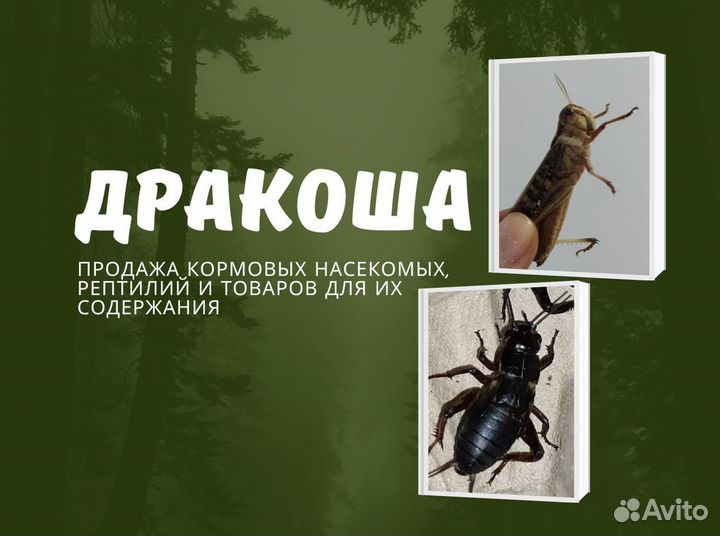 Кормовые насекомые