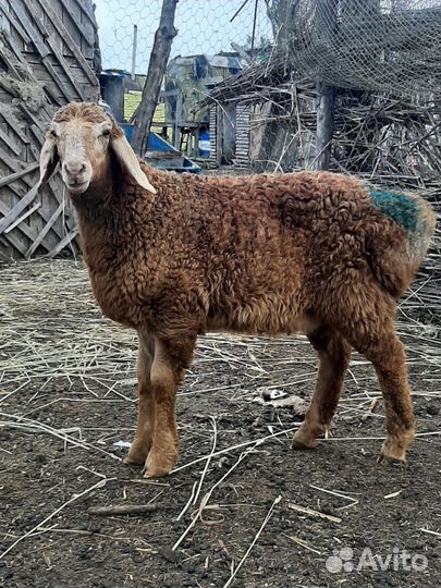 Баранчики Гиссарские