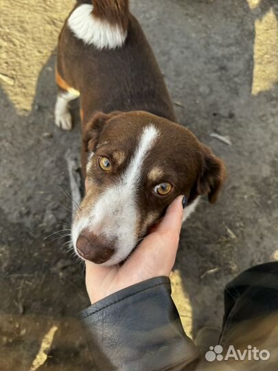 Маленькая собака