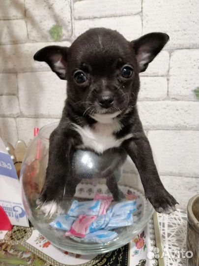 Щенки чихуахуа