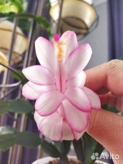 Сортовые декабристы