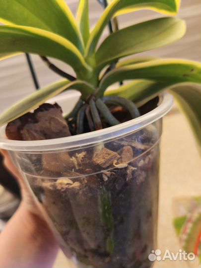 Орхидея фаленопсис