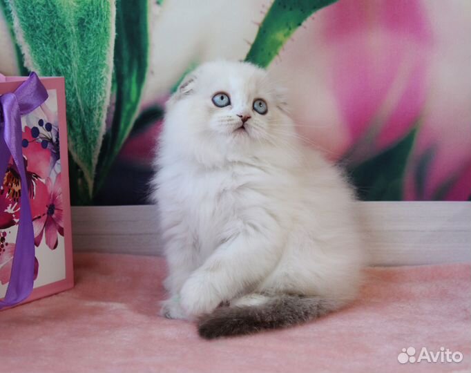 Шотландский длинношерстный голубоглазый котенок