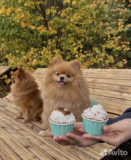 Торты для собак