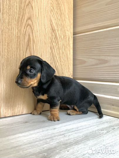 Карликовая такса щенок