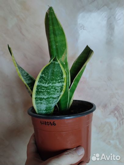 Сансевиерия