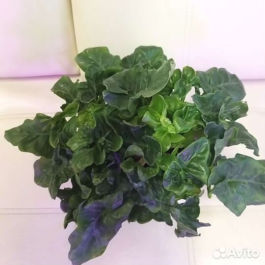 Филодендрон Атом