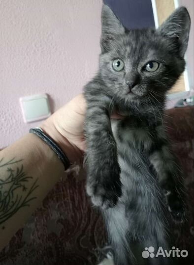 Котята в добрые руки бесплатно