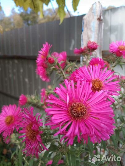 Многолетние растения