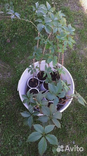 Продам девичий виноград