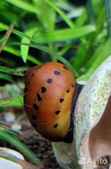 Улитка неретина