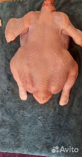 Мясо домашнего бройлера, мясо кур