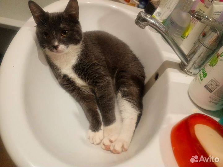 Кошка