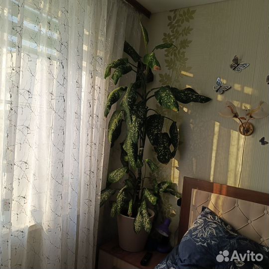 Комнатные цветы