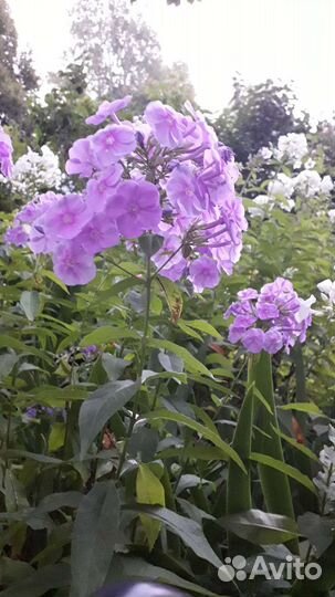 Флоксы многолетние