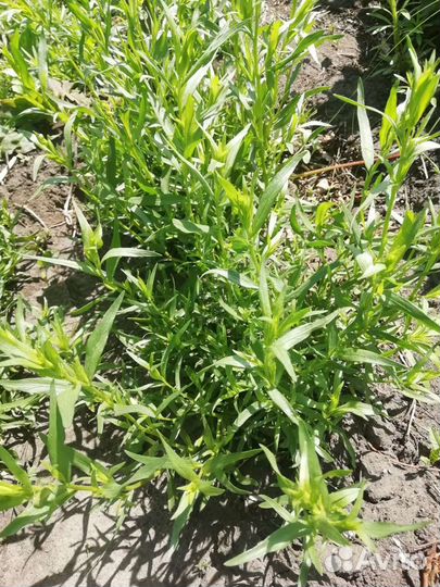 Рассада тархун (эстрагон )