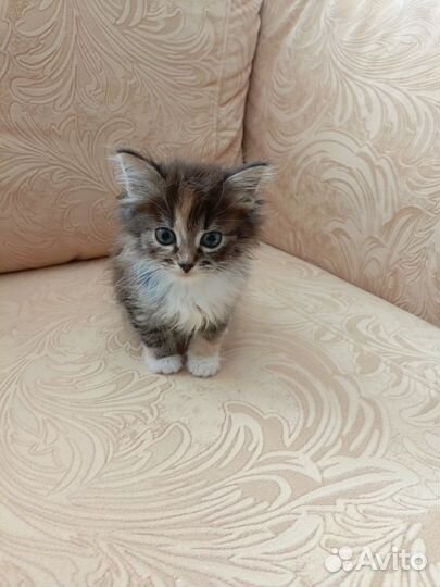 Отдам котенка в добрые руки, девочка 2 месяца