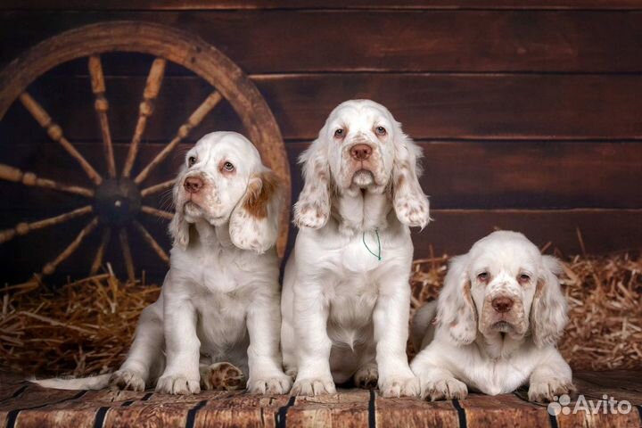 Щенки кламбер спаниеля