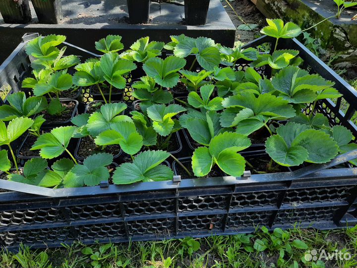 Рассада клубники, клубника, земляника садовая