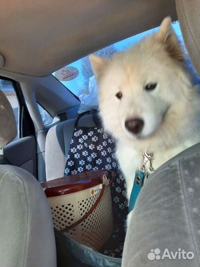 Зоогостиница,передержка