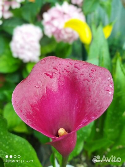 Каллы (зантедеския)