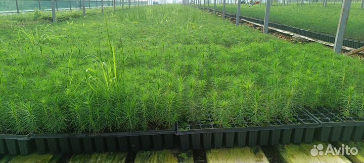 Сеянцы сосны обыкновенной зкс от производителя