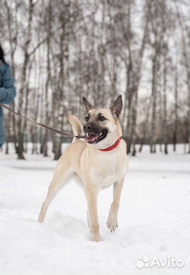 Ирис тоже хочет домой