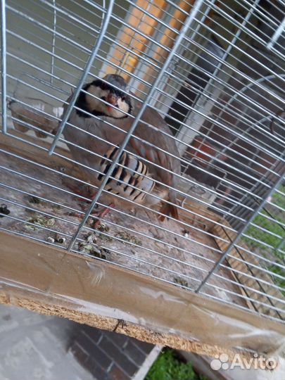 Серая куропатка