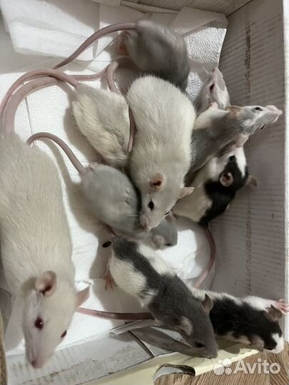 Крыса дамбо