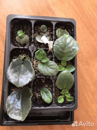 Фиалка листья с детками